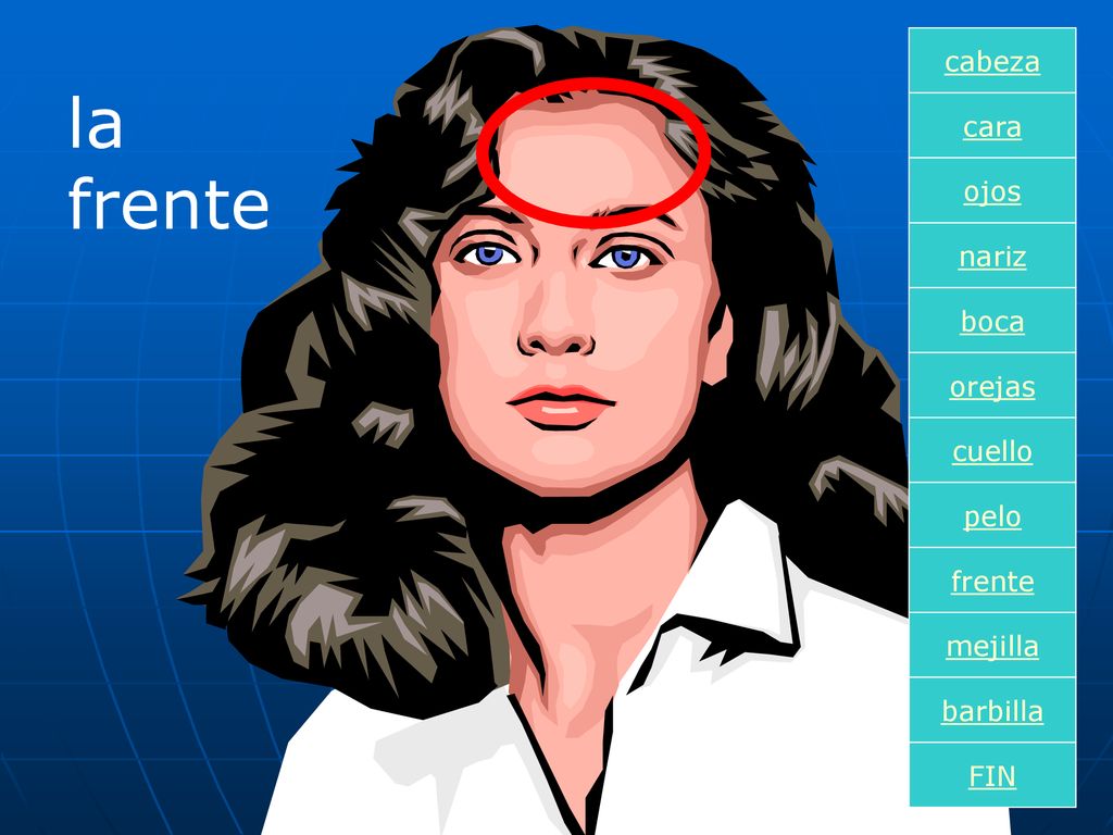 la frente cabeza cara ojos nariz boca orejas cuello pelo frente