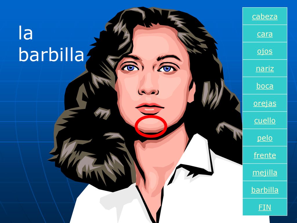 la barbilla cabeza cara ojos nariz boca orejas cuello pelo frente