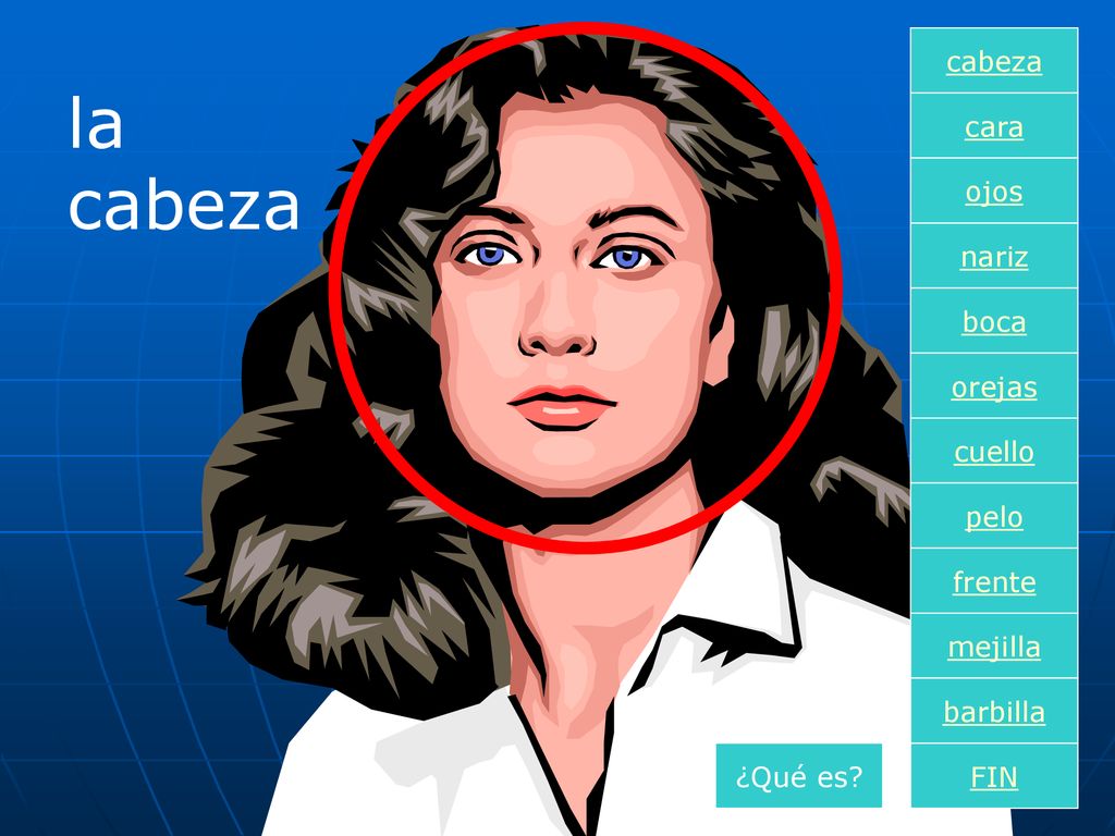 la cabeza cabeza cara ojos nariz boca orejas cuello pelo frente
