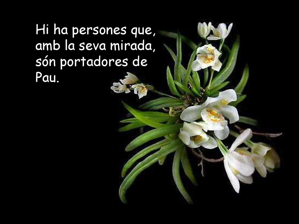Hi ha persones que, amb la seva mirada, són portadores de Pau.