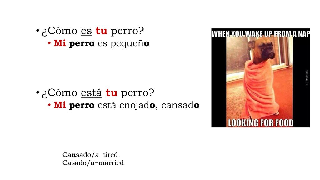¿Cómo es tu perro ¿Cómo está tu perro Mi perro es pequeño