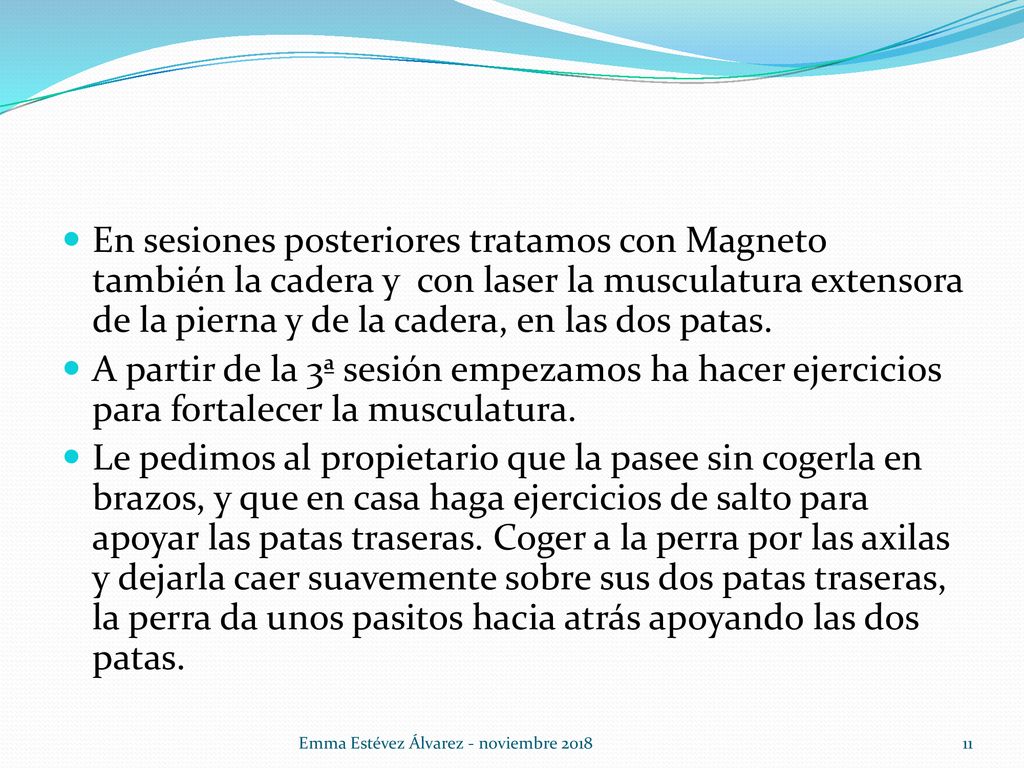 En sesiones posteriores tratamos con Magneto también la cadera y con laser la musculatura extensora de la pierna y de la cadera, en las dos patas.