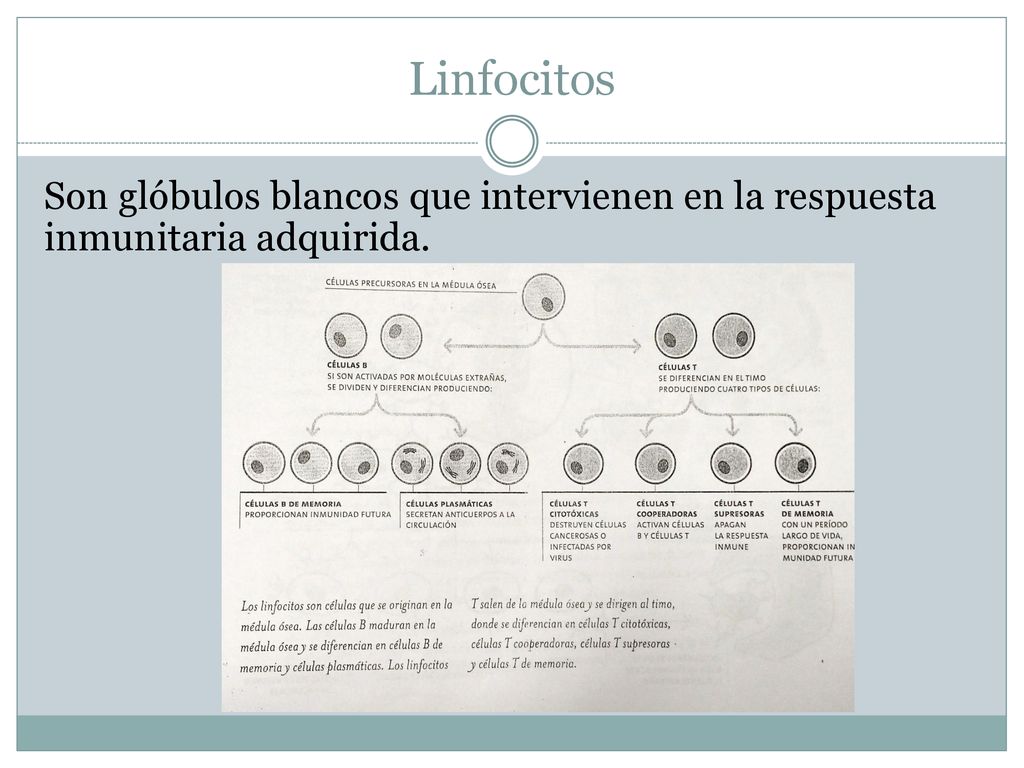 Linfocitos Son glóbulos blancos que intervienen en la respuesta inmunitaria adquirida.