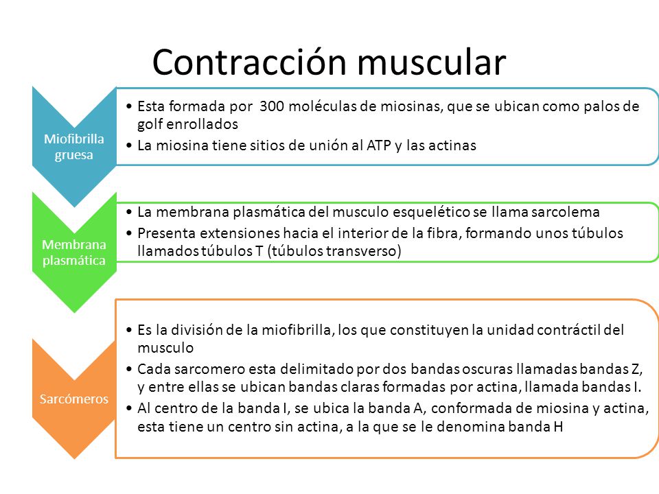 Contracción muscular Miofibrilla gruesa. Esta formada por 300 moléculas de miosinas, que se ubican como palos de golf enrollados.