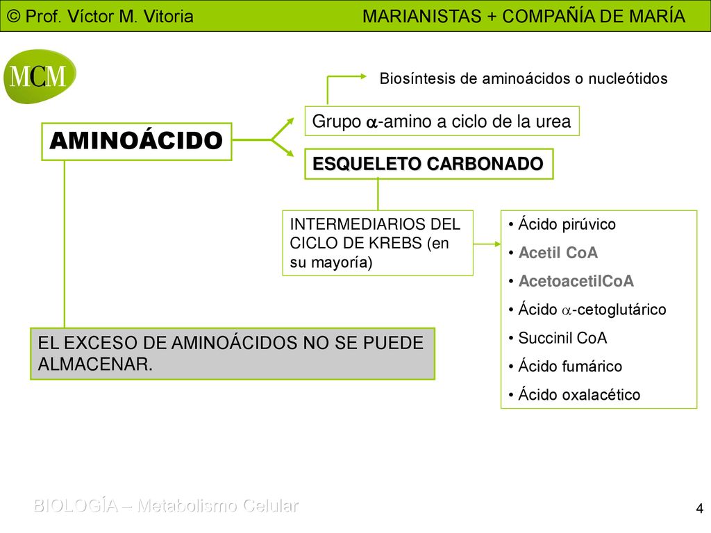 AMINOÁCIDO Grupo a-amino a ciclo de la urea ESQUELETO CARBONADO