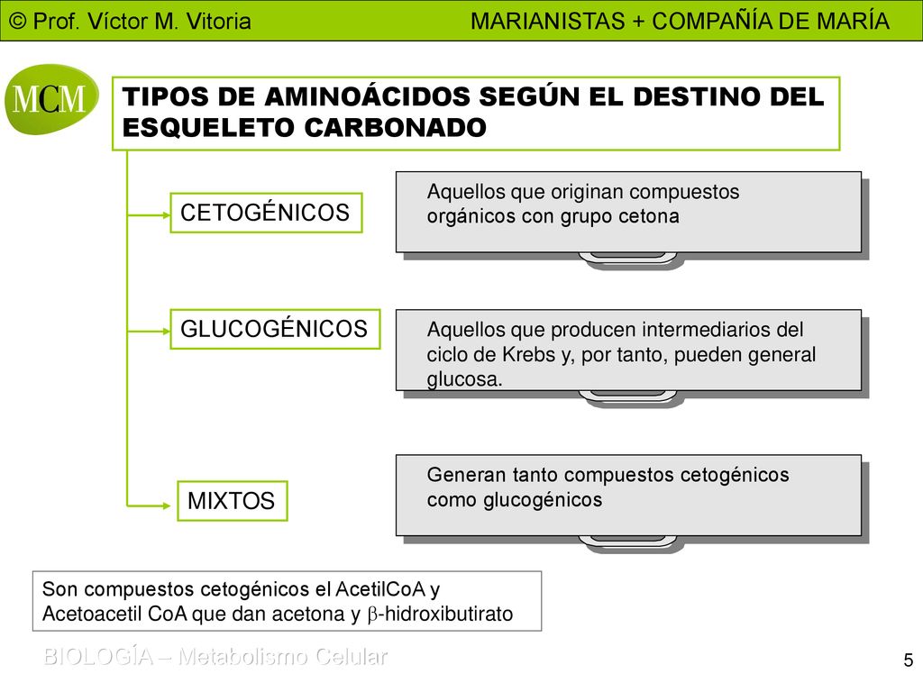 TIPOS DE AMINOÁCIDOS SEGÚN EL DESTINO DEL ESQUELETO CARBONADO