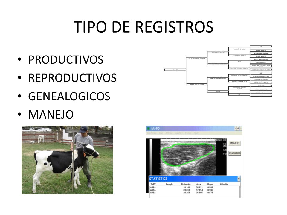 TIPO DE REGISTROS PRODUCTIVOS REPRODUCTIVOS GENEALOGICOS MANEJO