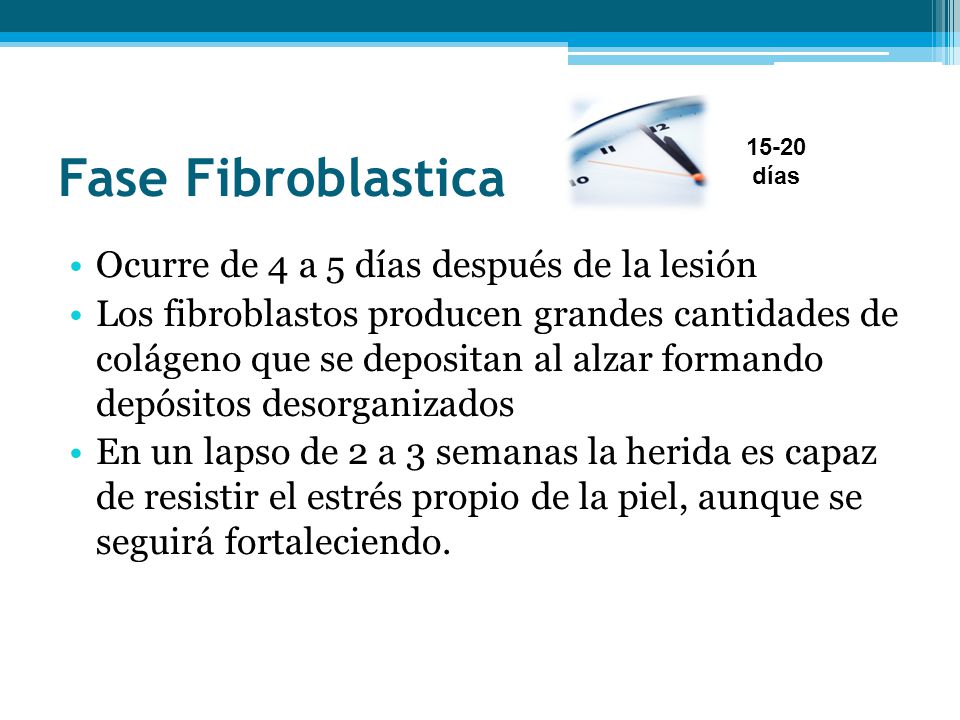 Fase Fibroblastica Ocurre de 4 a 5 días después de la lesión