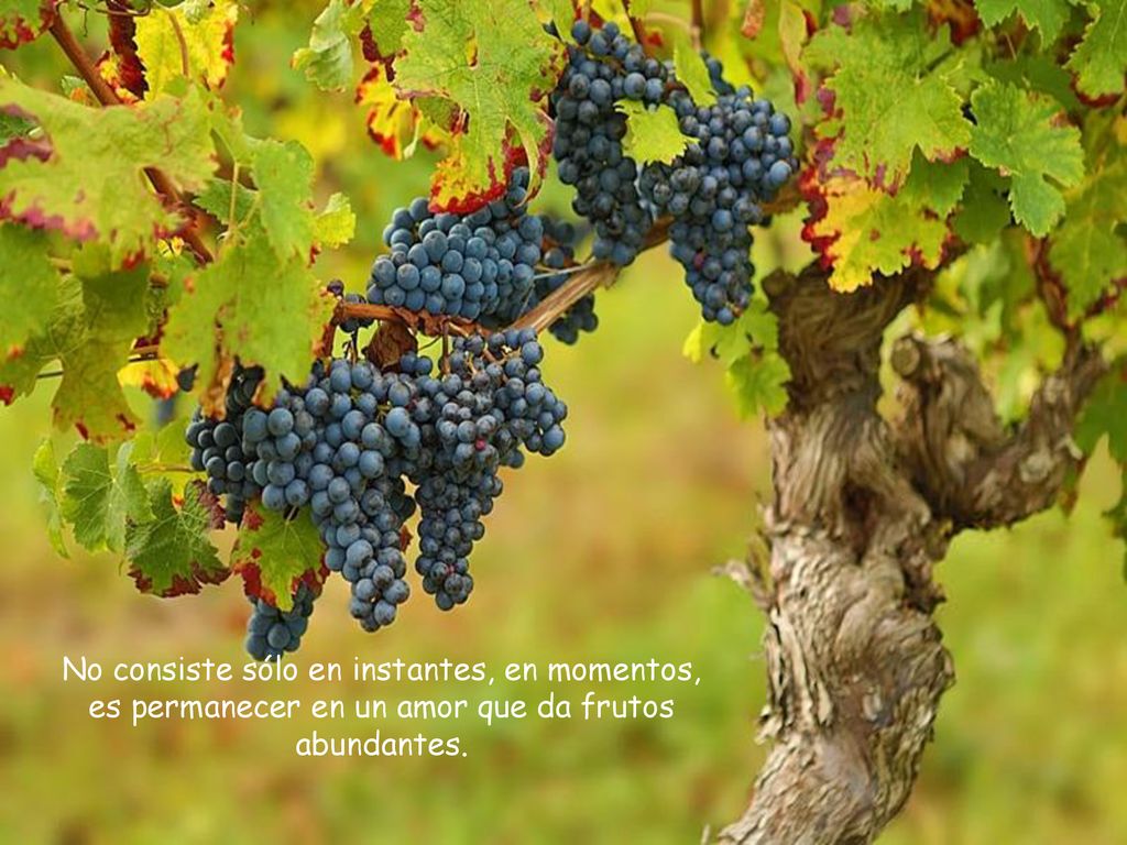 No consiste sólo en instantes, en momentos, es permanecer en un amor que da frutos abundantes.