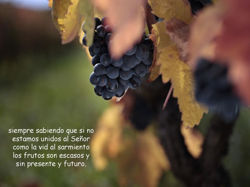 siempre sabiendo que si no estamos unidos al Señor como la vid al sarmiento los frutos son escasos y sin presente y futuro.