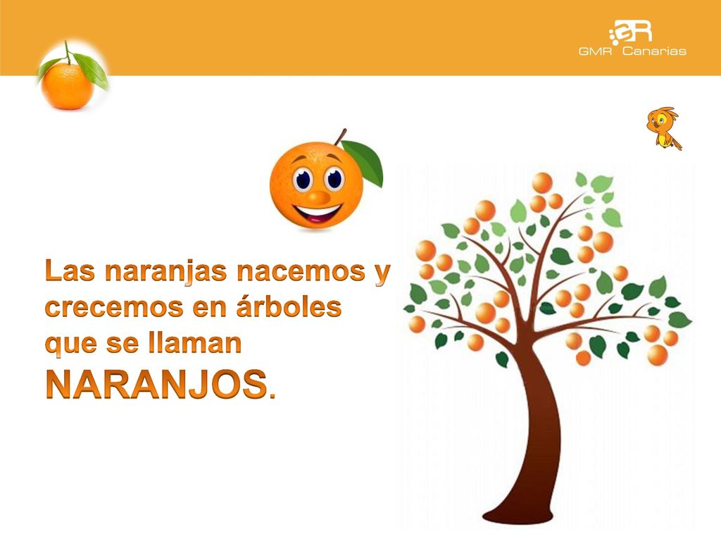Las naranjas nacemos y crecemos en árboles que se llaman NARANJOS.