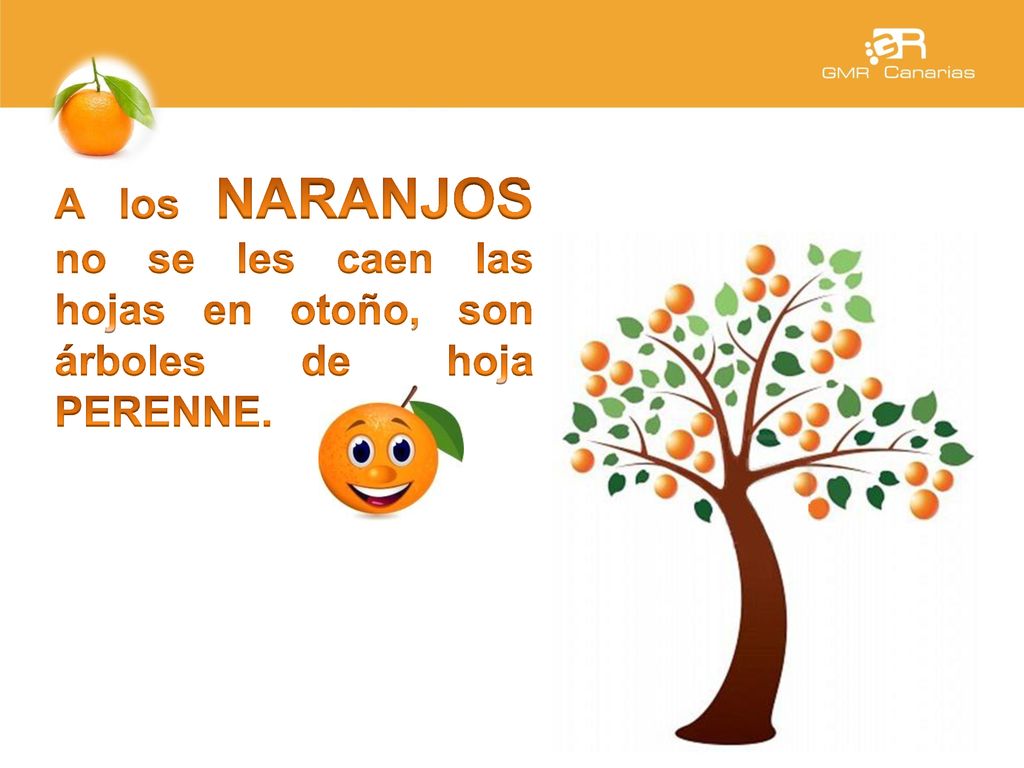 A los NARANJOS no se les caen las hojas en otoño, son árboles de hoja PERENNE.