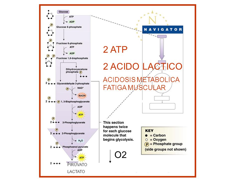 2 ATP 2 ACIDO LACTICO O2 ACIDOSIS METABOLICA FATIGA MUSCULAR PIRUVATO