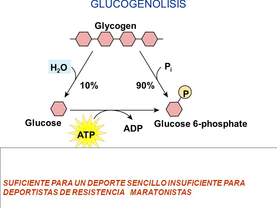 GLUCOGENOLISIS Glycogen H2O Pi 10% 90% P Glucose Glucose 6-phosphate
