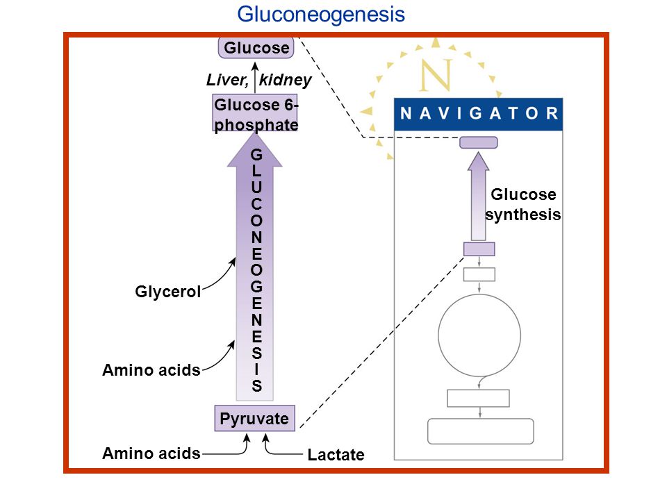 Gluconeogenesis Glucose Liver, kidney Glucose 6- phosphate G L U