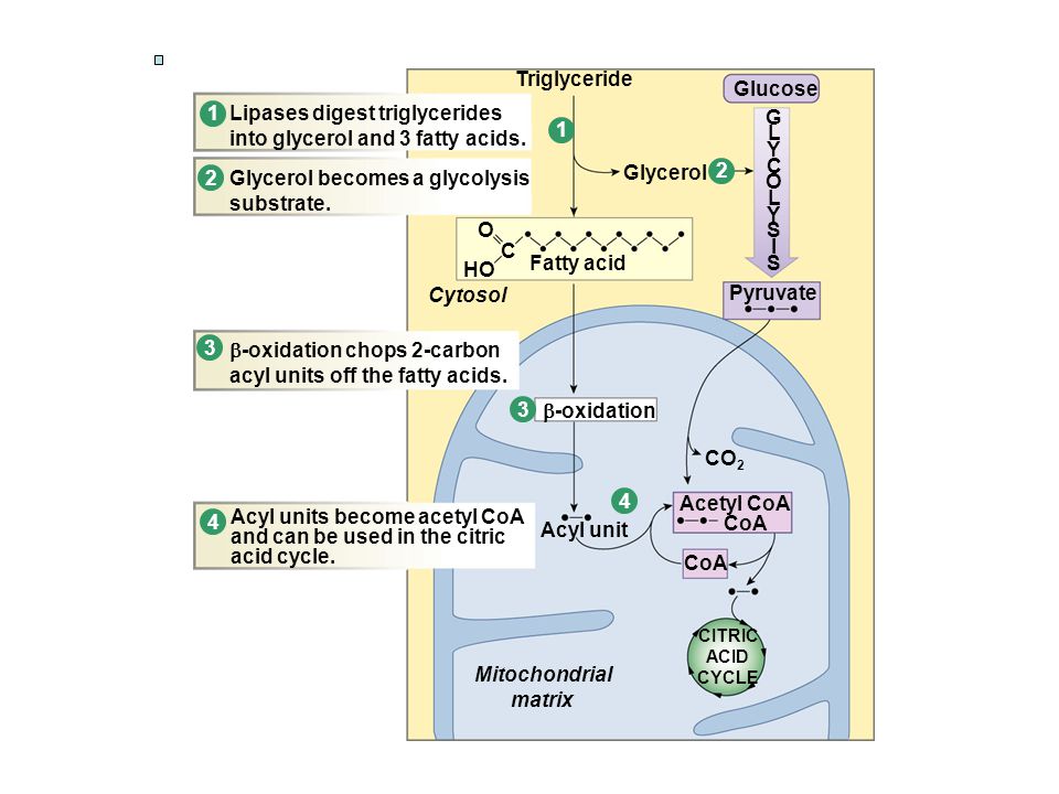 Lipases digest triglycerides into glycerol and 3 fatty acids. G 1 L Y
