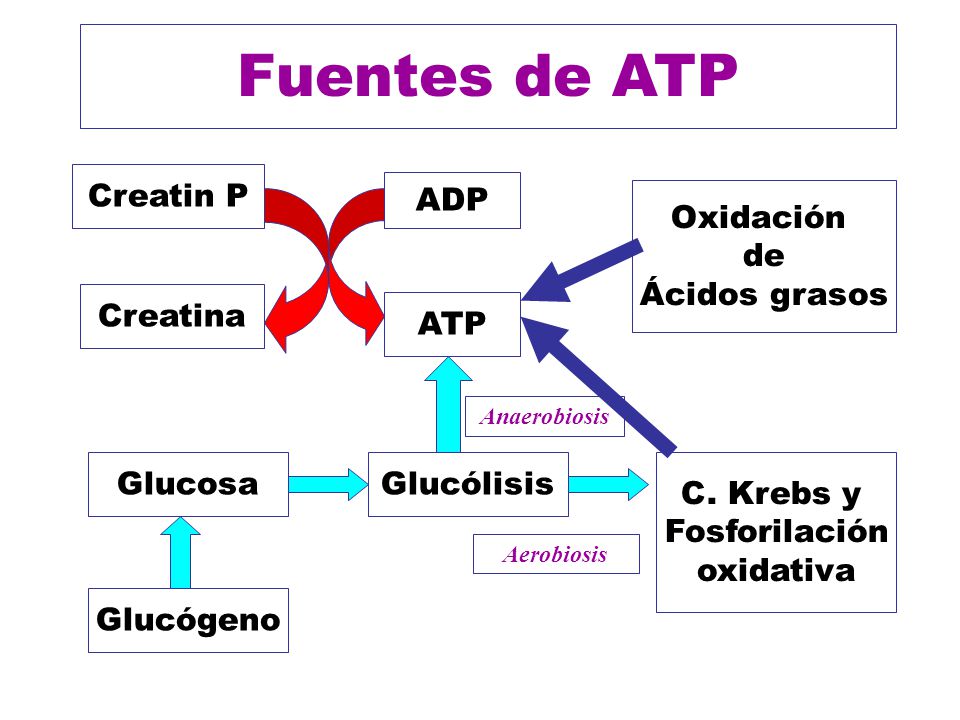 Fuentes de ATP ADP ATP Creatin P Creatina Glucólisis C. Krebs y