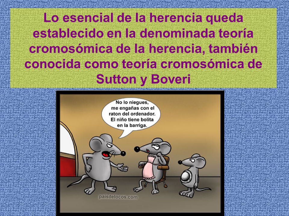 Lo esencial de la herencia queda establecido en la denominada teoría cromosómica de la herencia, también conocida como teoría cromosómica de Sutton y Boveri