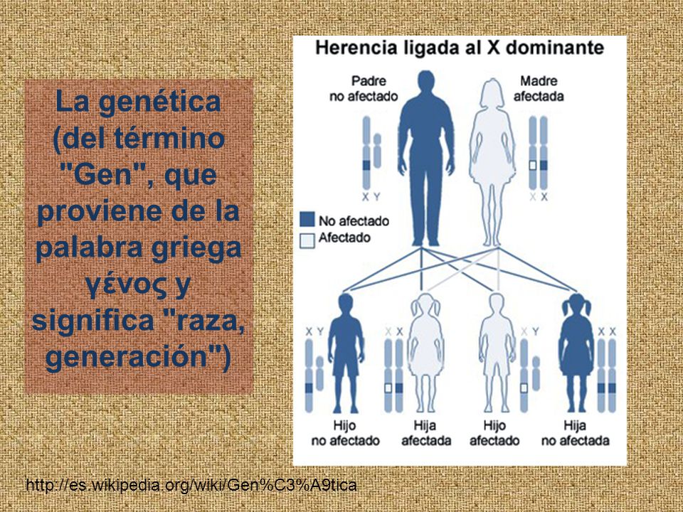 La genética (del término Gen , que proviene de la palabra griega γένος y significa raza, generación )