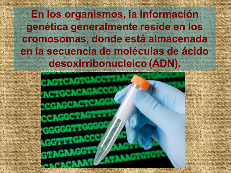 En los organismos, la información genética generalmente reside en los cromosomas, donde está almacenada en la secuencia de moléculas de ácido desoxirribonucleico (ADN).