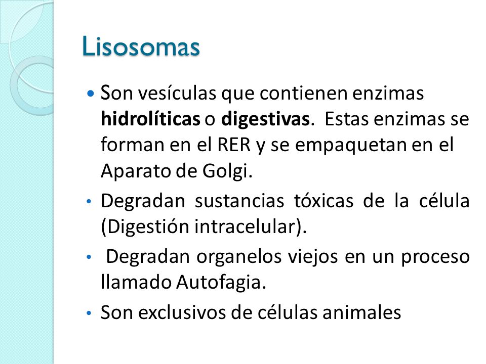 Lisosomas