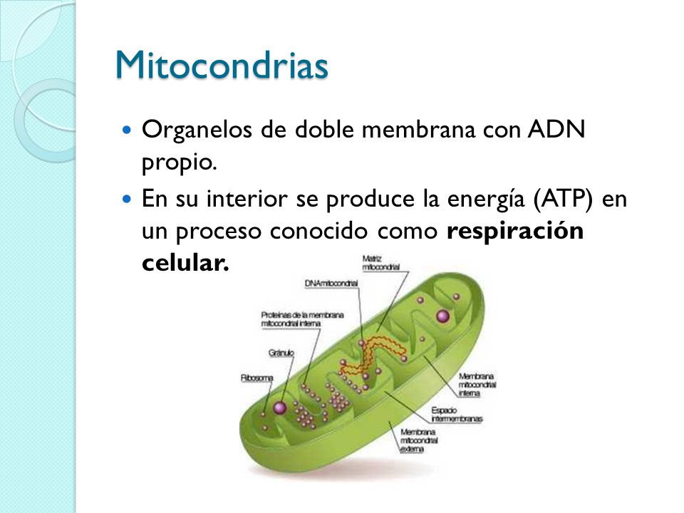 Mitocondrias Organelos de doble membrana con ADN propio.