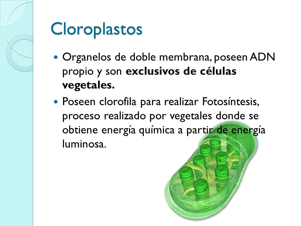 Cloroplastos Organelos de doble membrana, poseen ADN propio y son exclusivos de células vegetales.