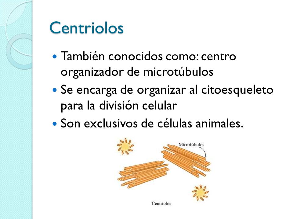 Centriolos También conocidos como: centro organizador de microtúbulos