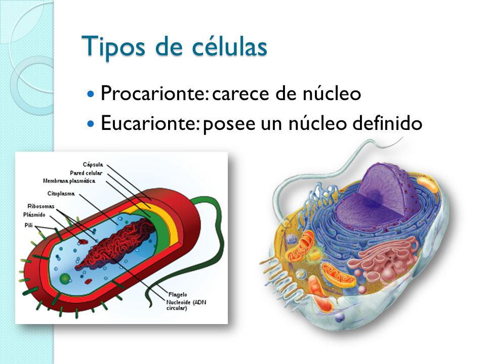 Tipos de células Procarionte: carece de núcleo