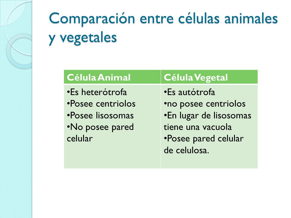 Comparación entre células animales y vegetales