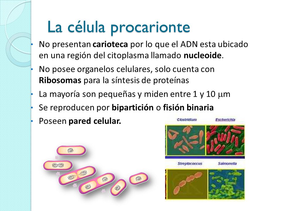 La célula procarionte No presentan carioteca por lo que el ADN esta ubicado en una región del citoplasma llamado nucleoide.