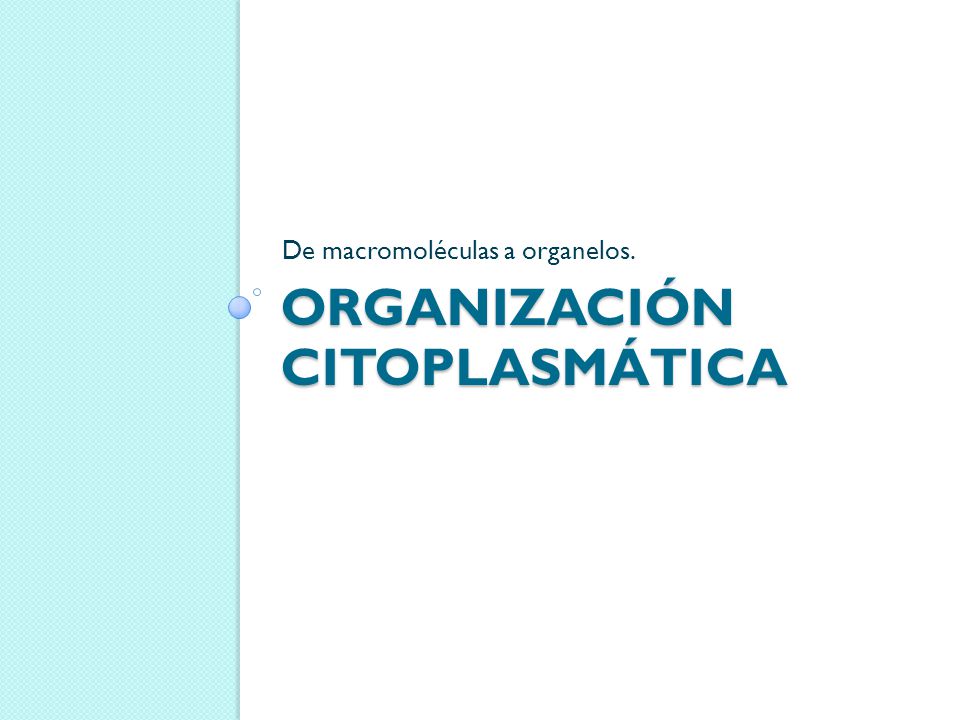 Organización citoplasmática