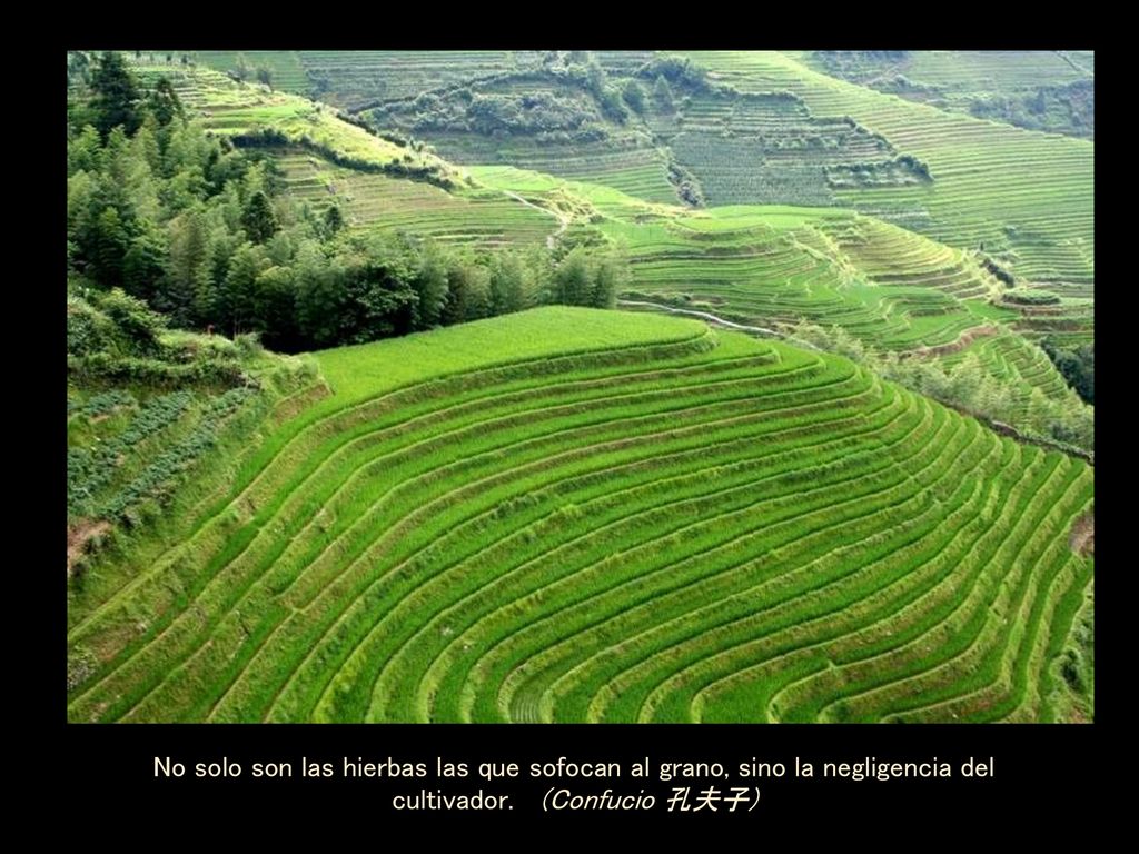 No solo son las hierbas las que sofocan al grano, sino la negligencia del cultivador.