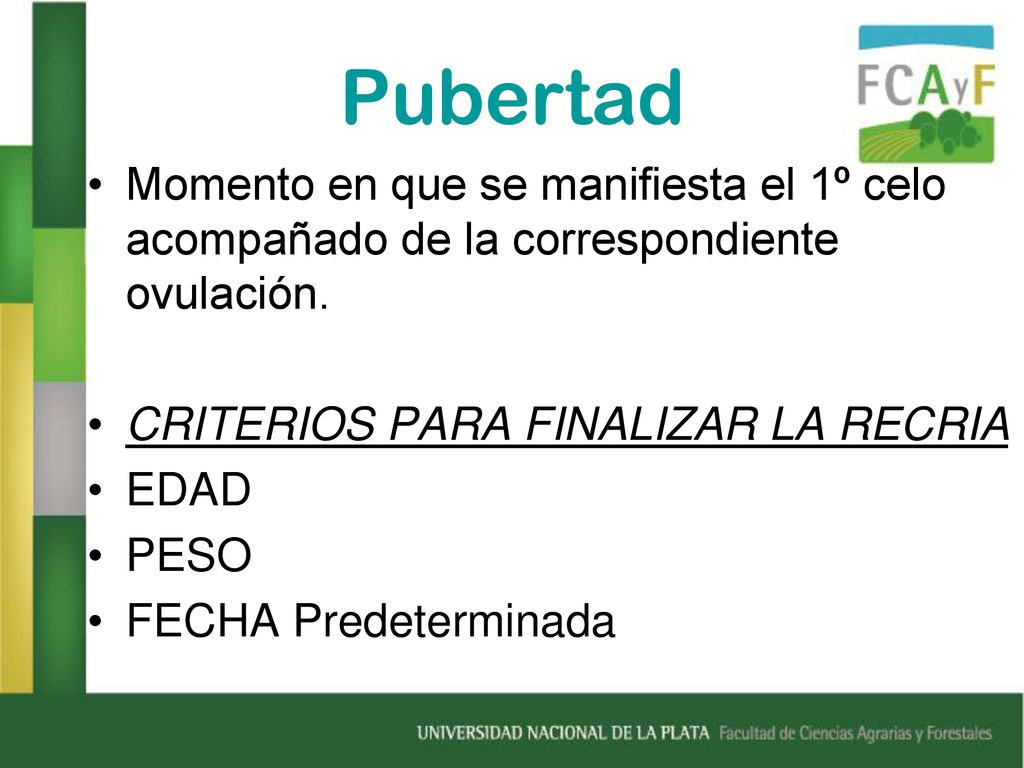Pubertad Momento en que se manifiesta el 1º celo acompañado de la correspondiente ovulación. CRITERIOS PARA FINALIZAR LA RECRIA.