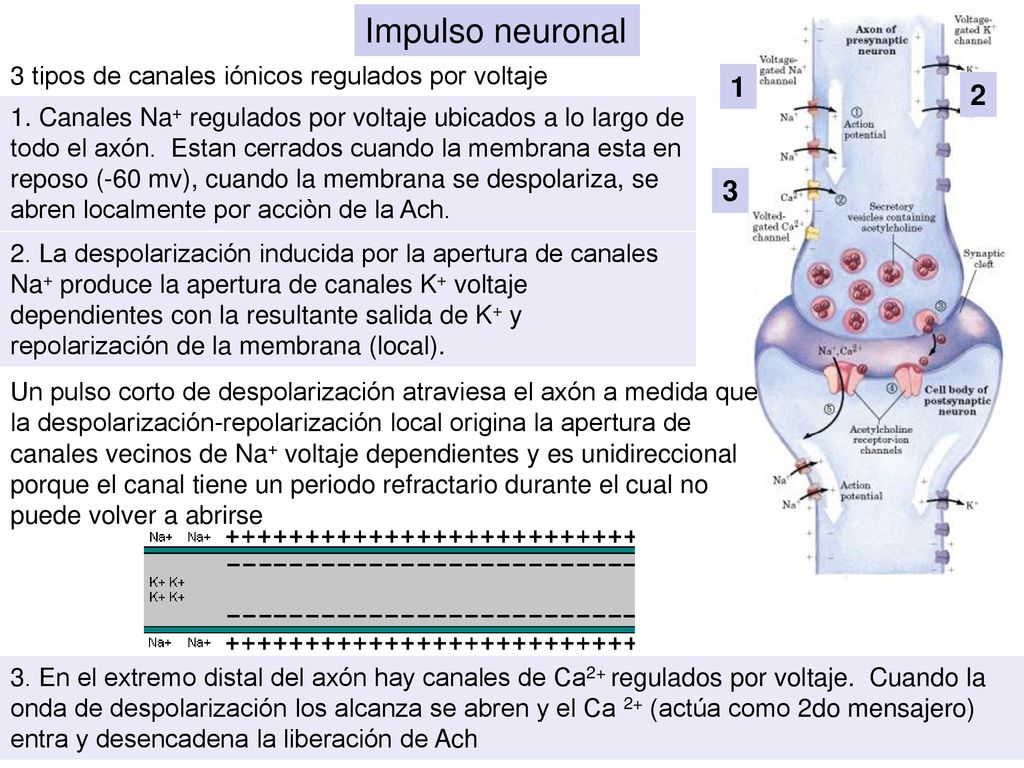 Impulso neuronal 3 tipos de canales iónicos regulados por voltaje