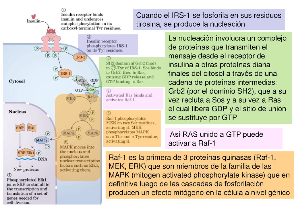 Cuando el IRS-1 se fosforila en sus residuos tirosina, se produce la nucleación