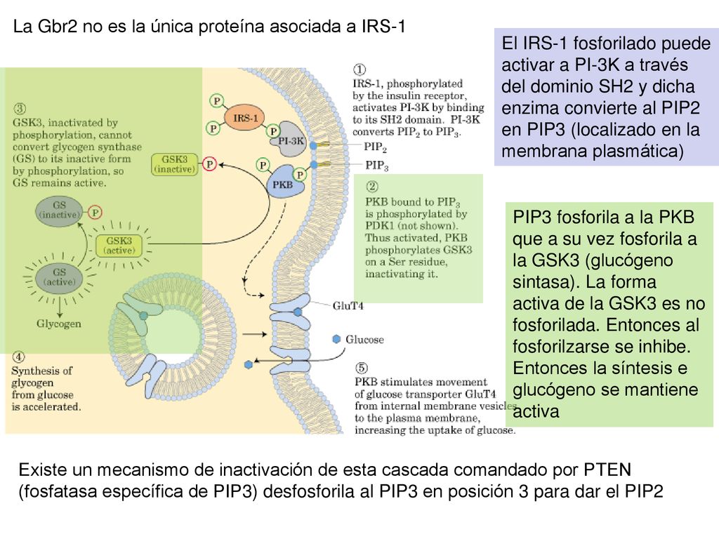 La Gbr2 no es la única proteína asociada a IRS-1