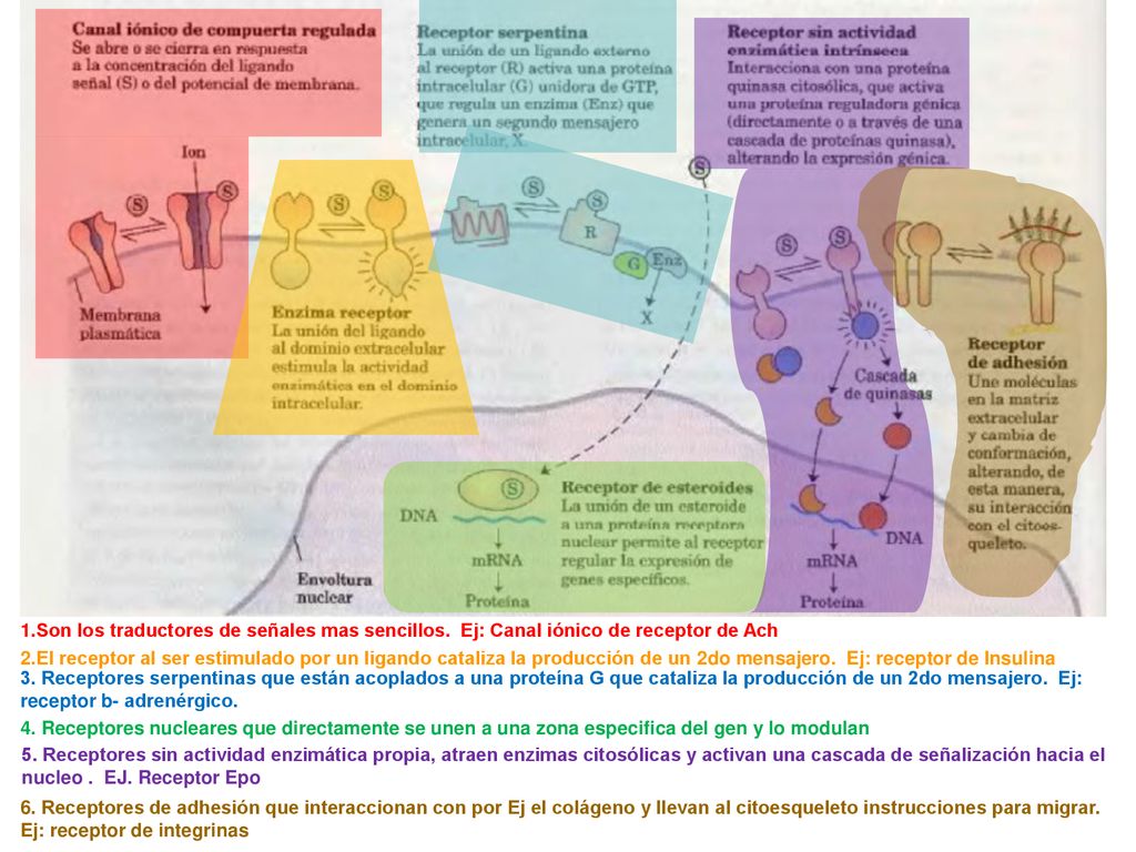 3. Receptores serpentinas que están acoplados a una proteína G que cataliza la producción de un 2do mensajero. Ej: receptor b- adrenérgico.