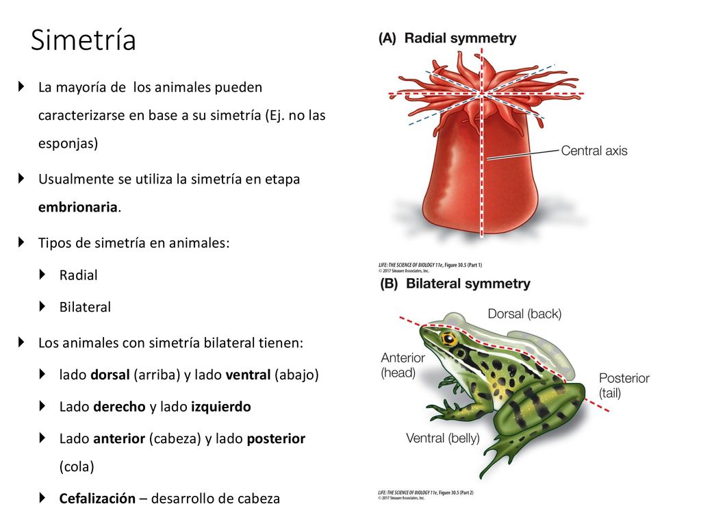 Simetría La mayoría de los animales pueden caracterizarse en base a su simetría (Ej. no las esponjas)