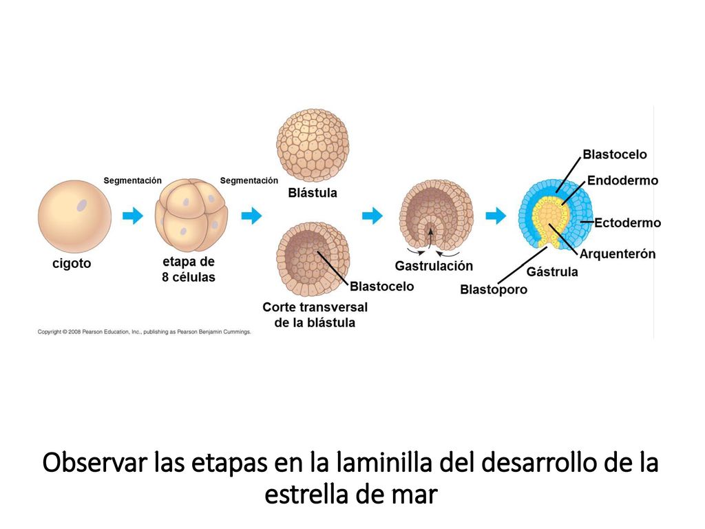 Observar las etapas en la laminilla del desarrollo de la estrella de mar