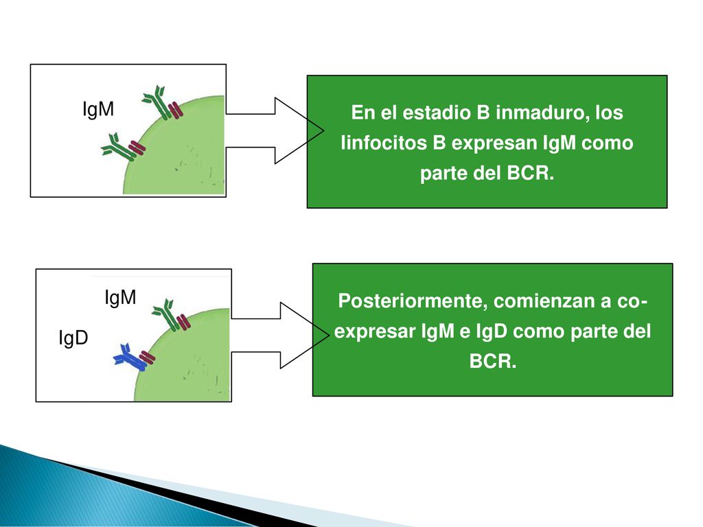 En el estadio B inmaduro, los linfocitos B expresan IgM como