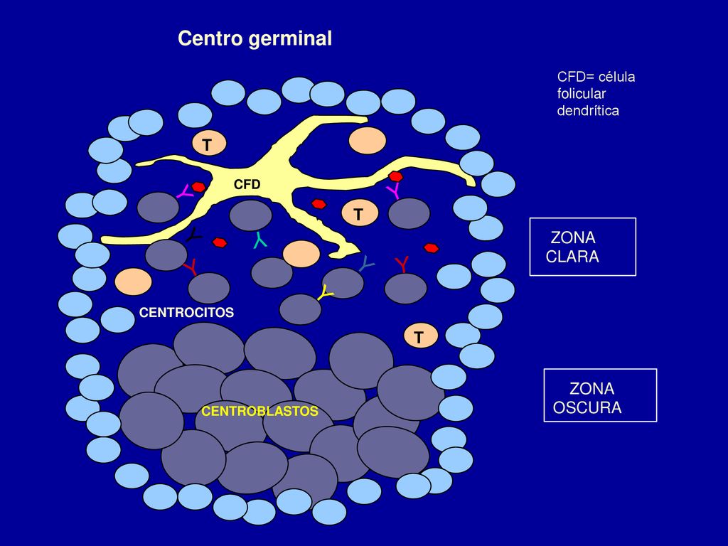 Centro germinal T T ZONA CLARA T ZONA OSCURA CFD= célula