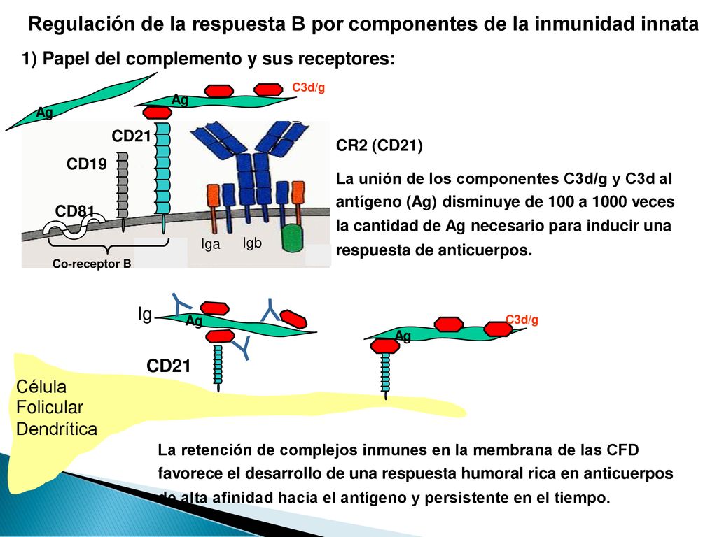 Regulación de la respuesta B por componentes de la inmunidad innata