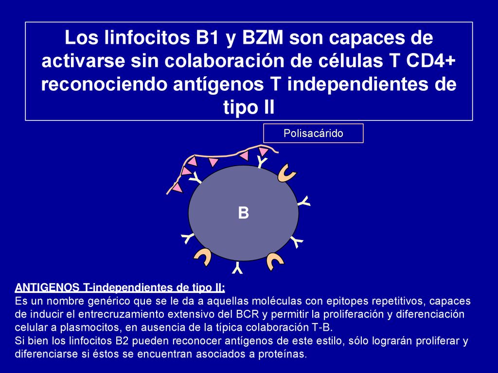 Los linfocitos B1 y BZM son capaces de activarse sin colaboración de células T CD4+ reconociendo antígenos T independientes de tipo II