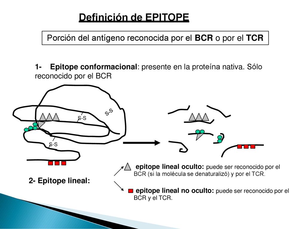 Definición de EPITOPE Porción del antígeno reconocida por el BCR o por el TCR. 1- Epitope conformacional: