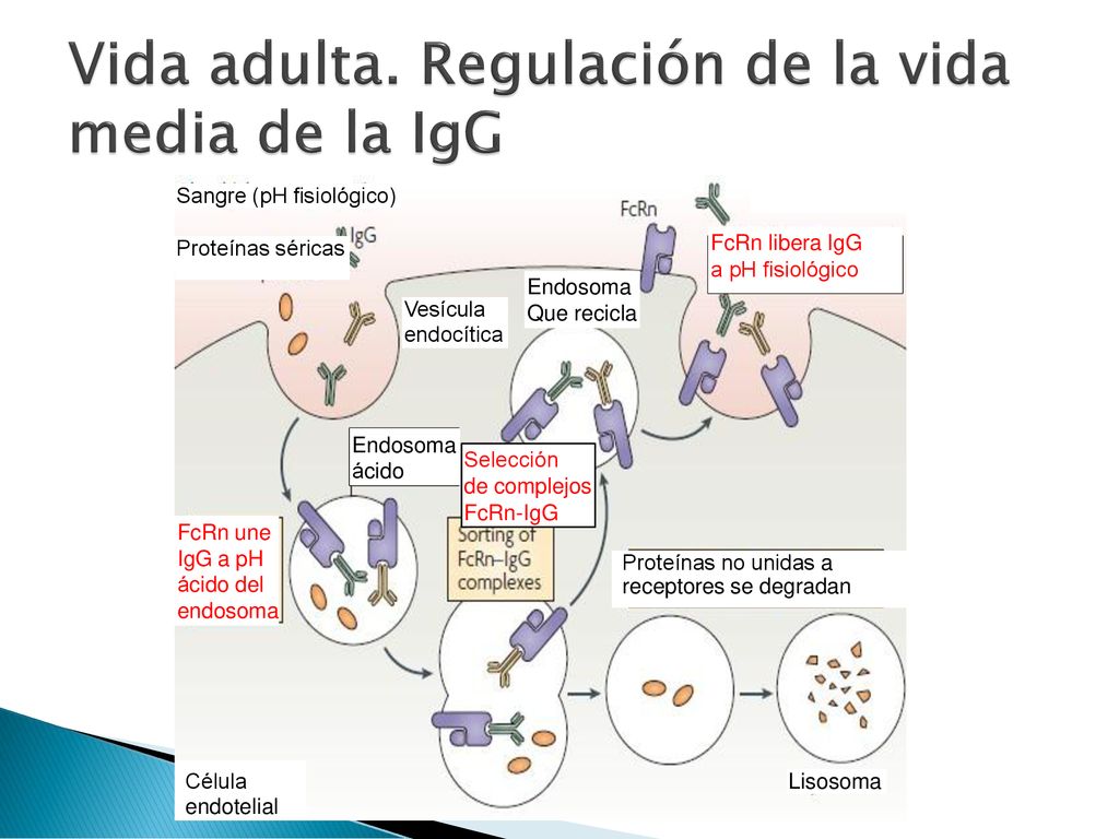 Vida adulta. Regulación de la vida media de la IgG