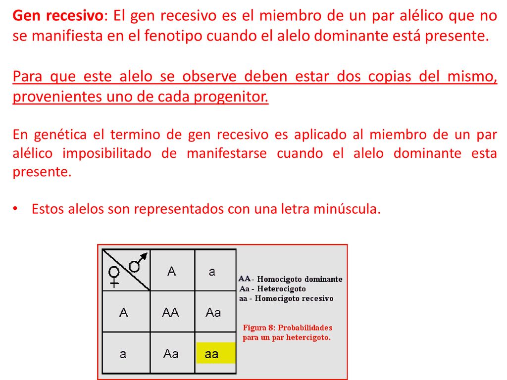 Gen recesivo: El gen recesivo es el miembro de un par alélico que no se manifiesta en el fenotipo cuando el alelo dominante está presente.
