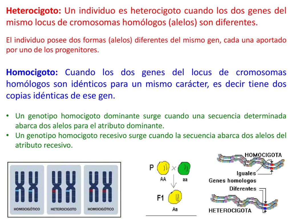 Heterocigoto: Un individuo es heterocigoto cuando los dos genes del mismo locus de cromosomas homólogos (alelos) son diferentes.