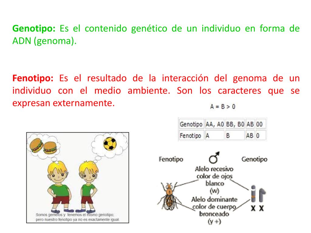 Genotipo: Es el contenido genético de un individuo en forma de ADN (genoma).