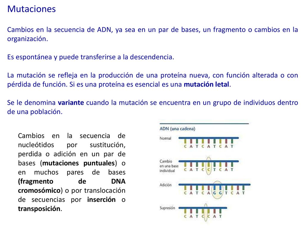 Mutaciones Cambios en la secuencia de ADN, ya sea en un par de bases, un fragmento o cambios en la organización.